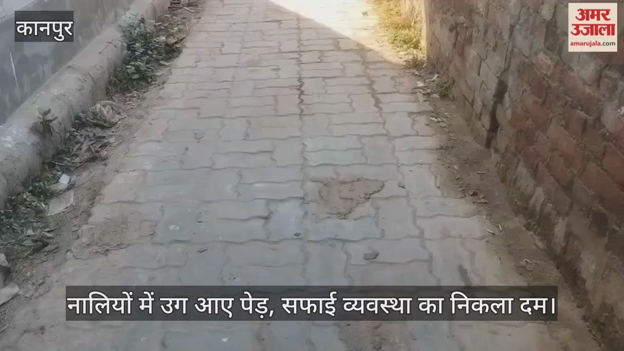 कानपुर: श्यामनगर सी-ब्लॉक की नालियों में उगी झाड़ियां, नगर निगम के दावों की खुली पोल