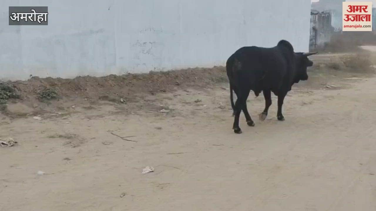 Stray dogs and bulls roaming in the streets and neighborhoods have become a source of trouble