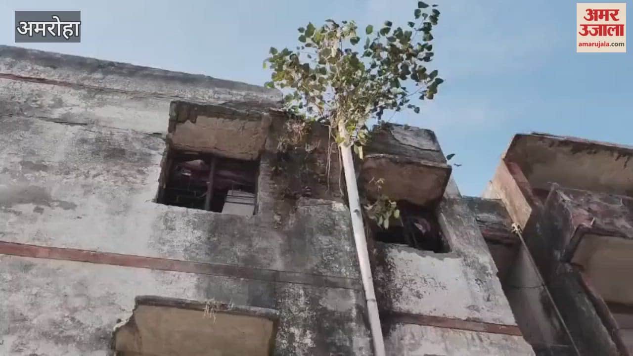 Trees have started growing in the crumbling walls of Kanshiram Colony