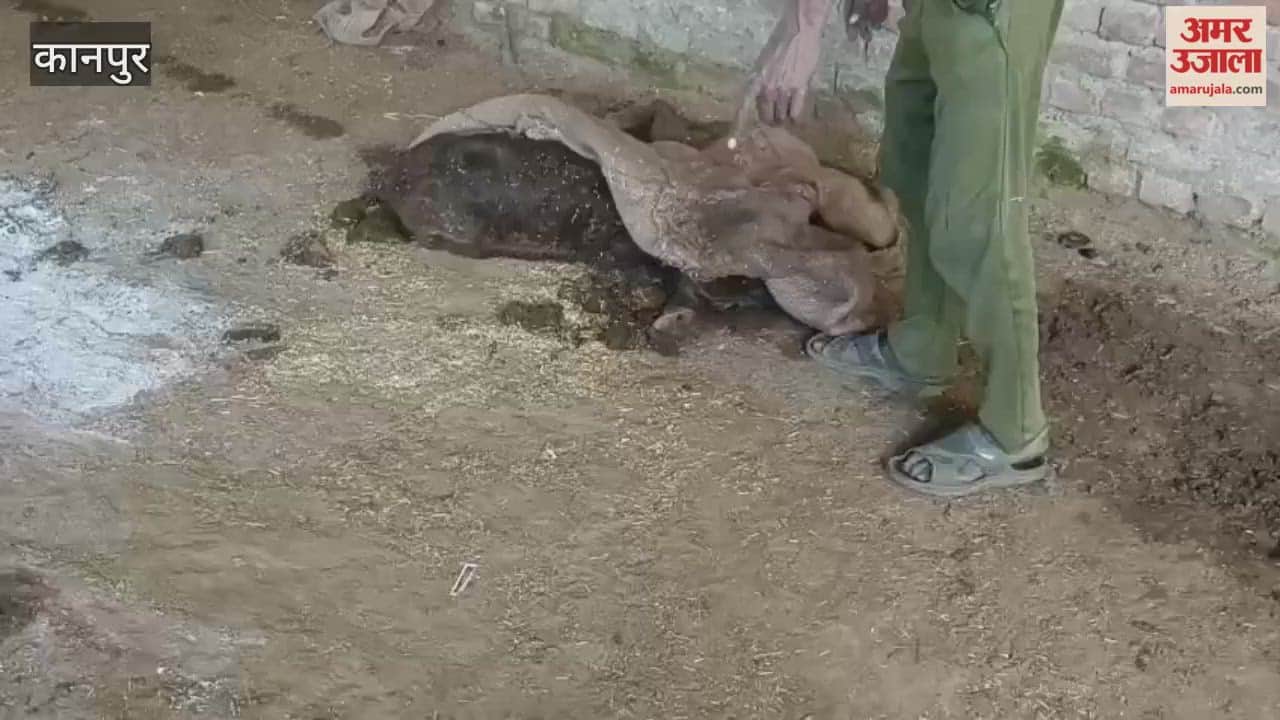 Caretaker receives threats for circulating videos of deplorable conditions at Safipur Gaushala