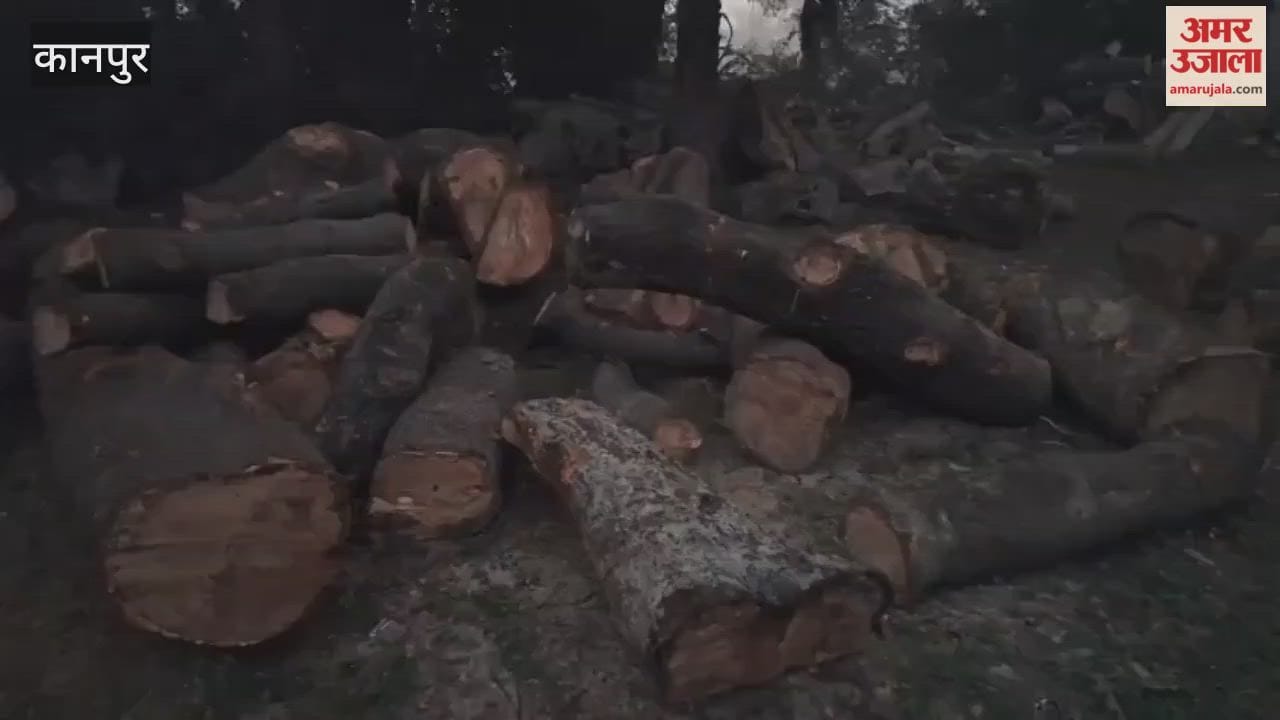 Illegal felling of green trees continues under the cover of winter; police and forest department remain silent