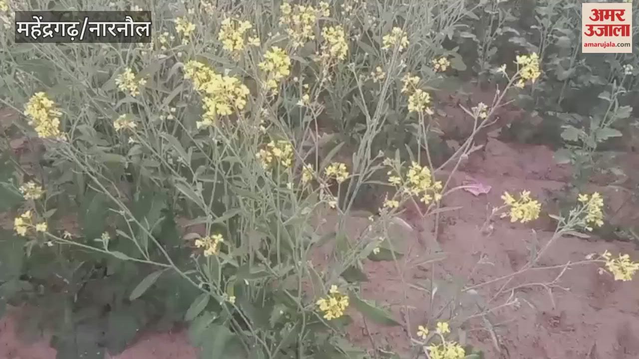 temperature in Narnaul has risen above two degrees Celsius, and the sun has been shining since morning