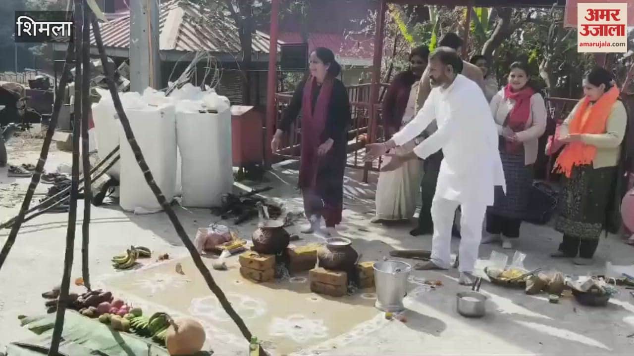 Shimla Mattu Pongal festival celebrated at Kamnapurna Gaushala
