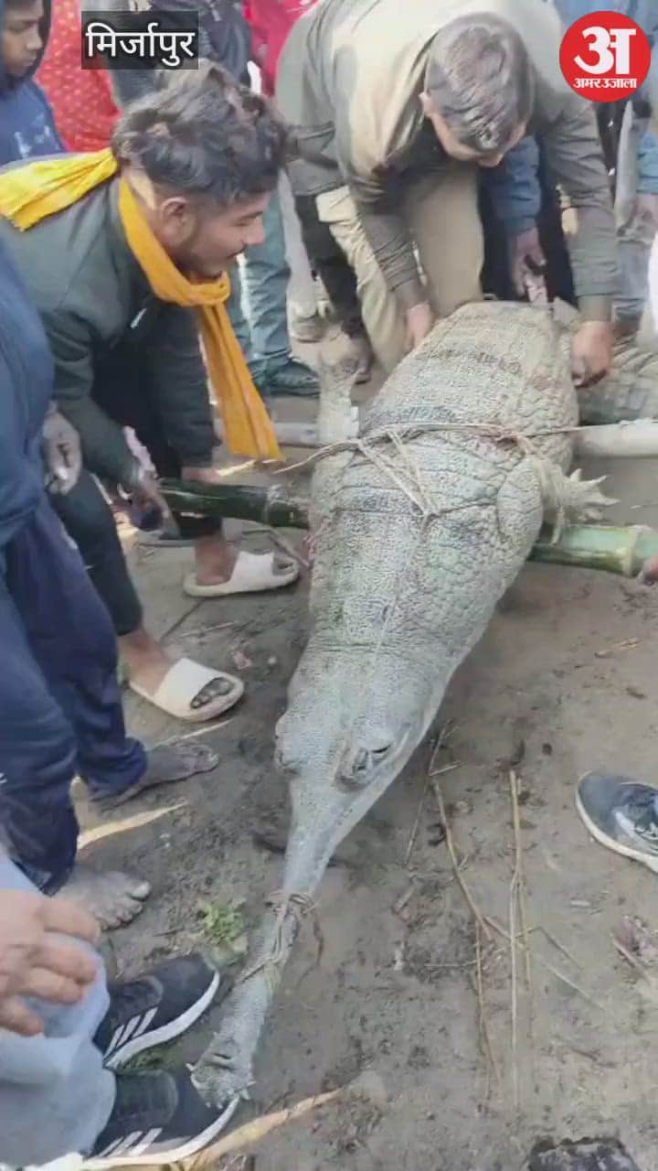 A gharial was released into the river in Mirzapur