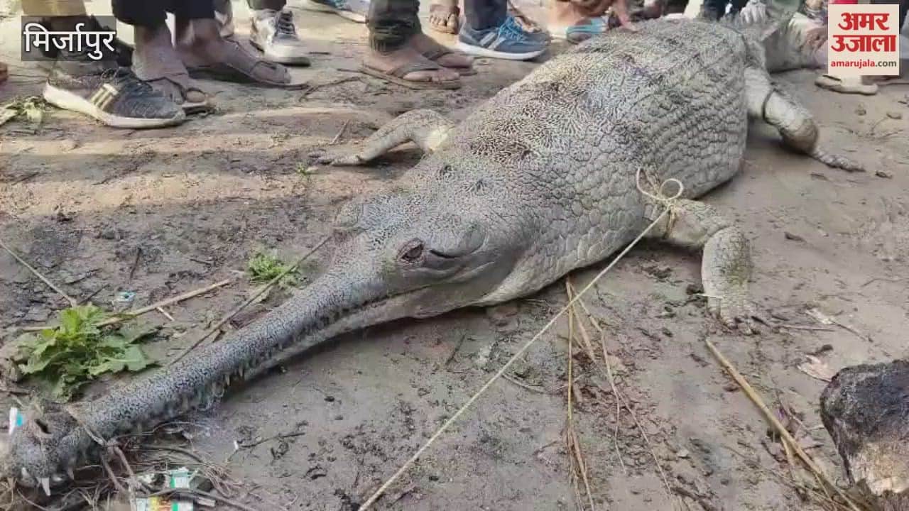 People terrified after seeing giant crocodile in mirzapur