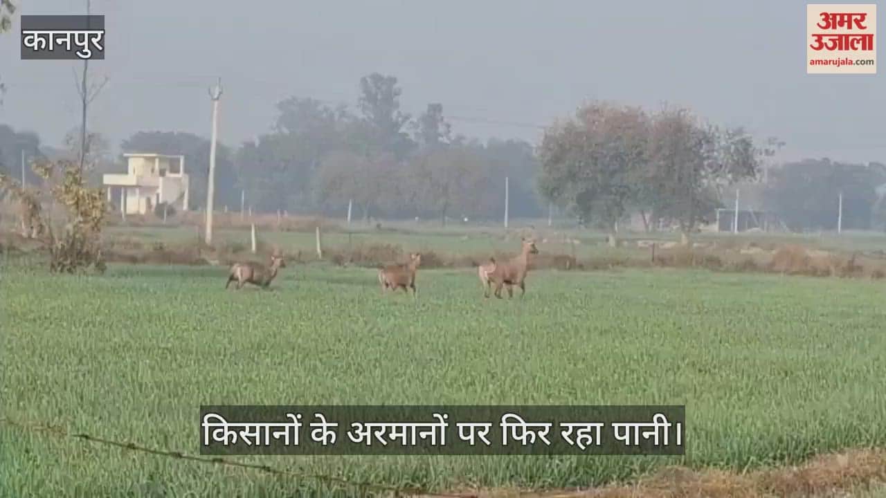 कानपुर के भीतरगांव में वनरोजों का आतंक, सरसों और गेहूं की फसलों को बना रहे निशाना
