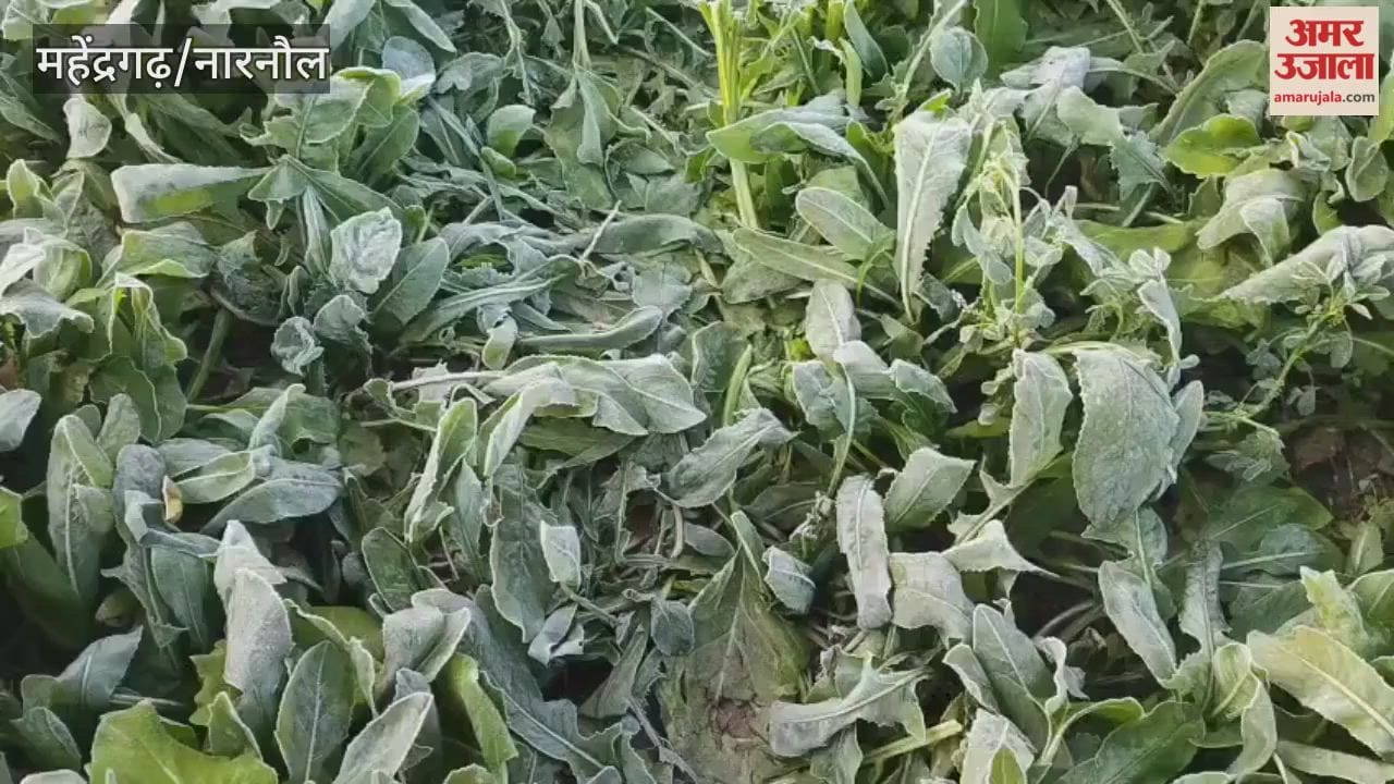For the third time in a week, frost has accumulated in Mahendragarh, raising concerns about potential damage to crops.