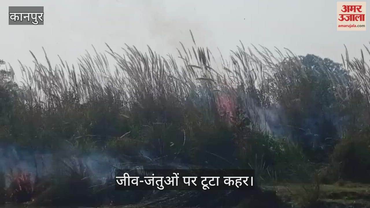 कानपुर: पनकी नहर पटरी पर भीषण आग, लोधर गांव के सामने वन विभाग के पौधे खाक