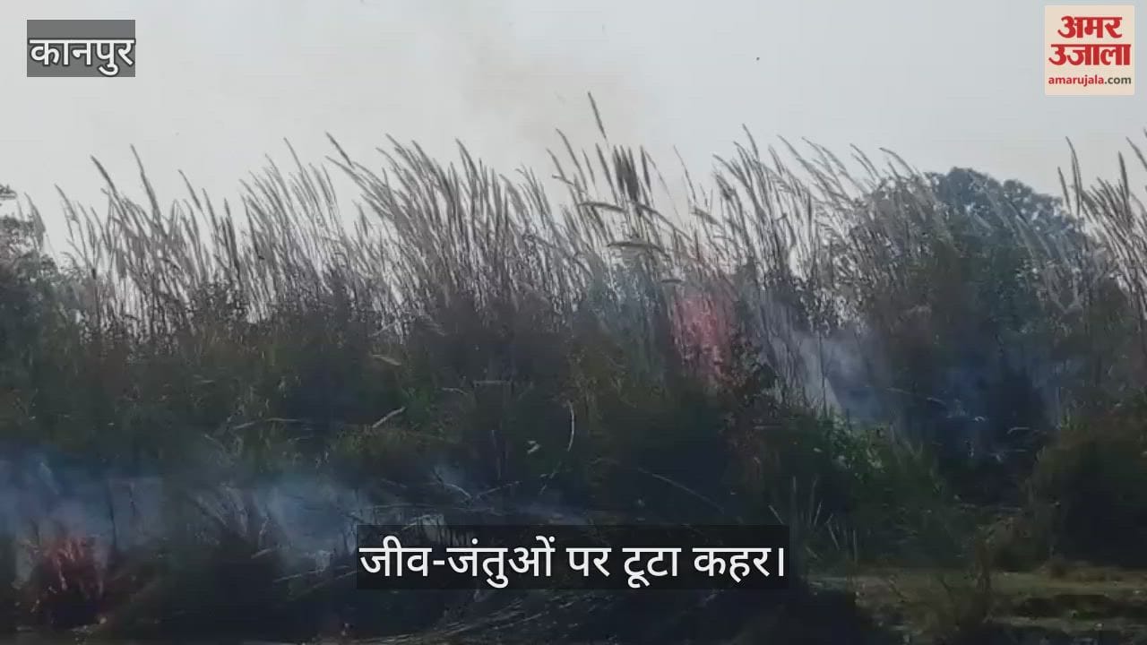 कानपुर: पनकी नहर पटरी पर भीषण आग, लोधर गांव के सामने वन विभाग के पौधे खाक