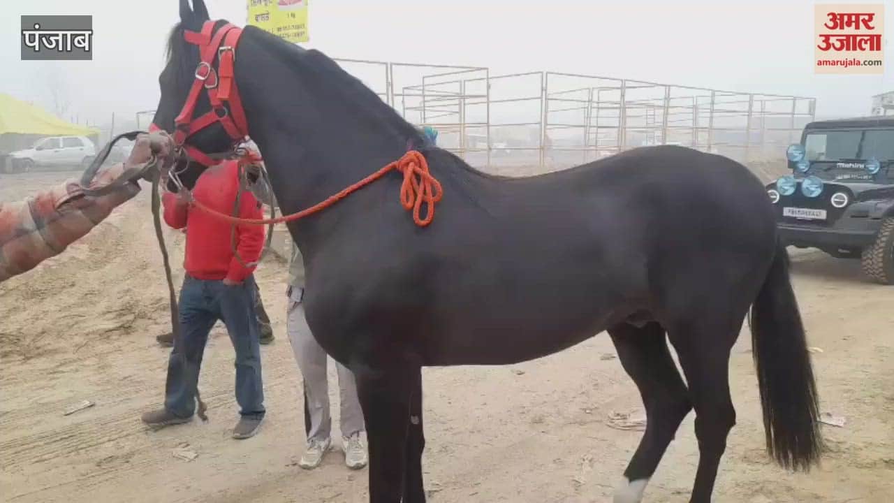 cattle market in Muktsar horse worth two crore rupees was brought for sale.