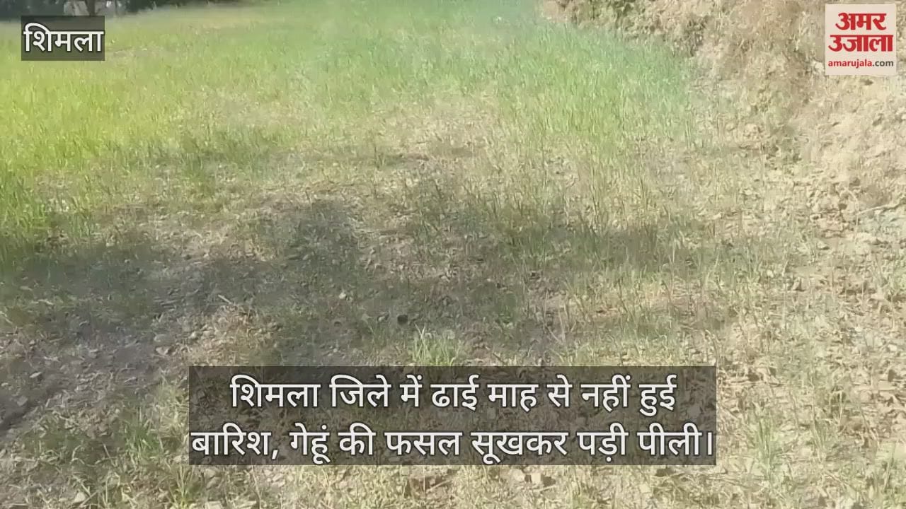 Shimla: There has been no rain in the district for two and a half months, wheat crop has dried up and turned yellow, watch the video