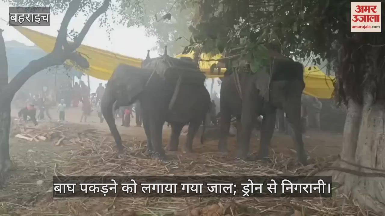 बहराइच में बसौना माफी गांव के निकट दिखा बाघ, पकड़ने के लिए लगाया गया जाल; ड्रोन से निगरानी