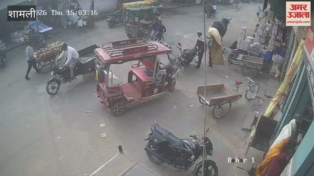 Shamli: Stray cattle terrorize area, attack and injure mentally challenged teenager; video goes viral