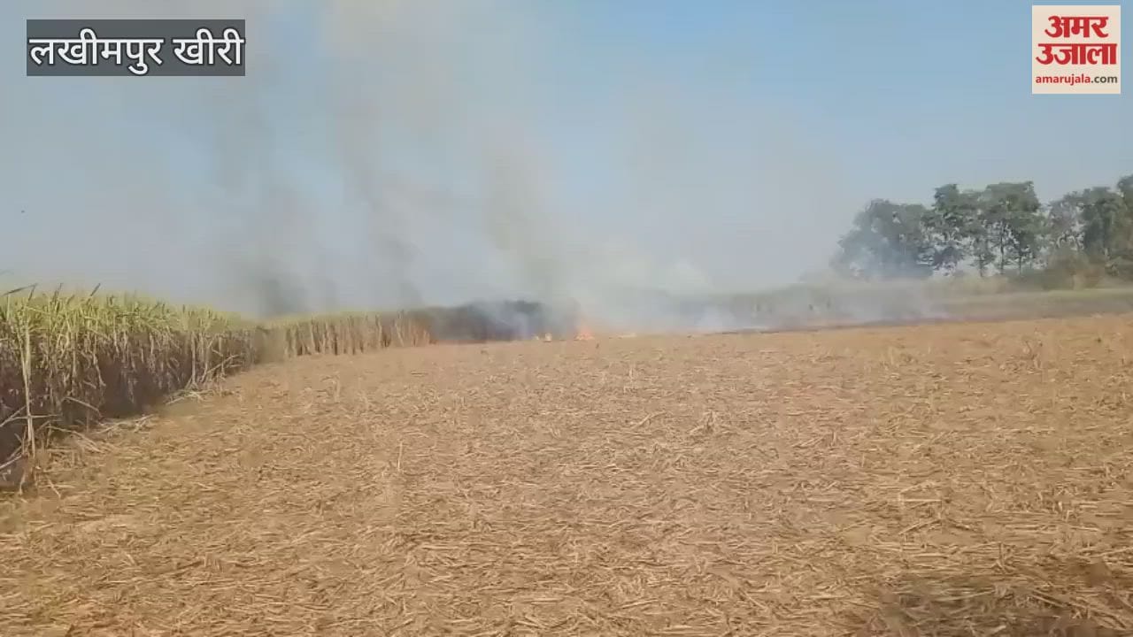Seven farmers lost 11 bighas of sugarcane to stubble burning in lakhimpur kheri