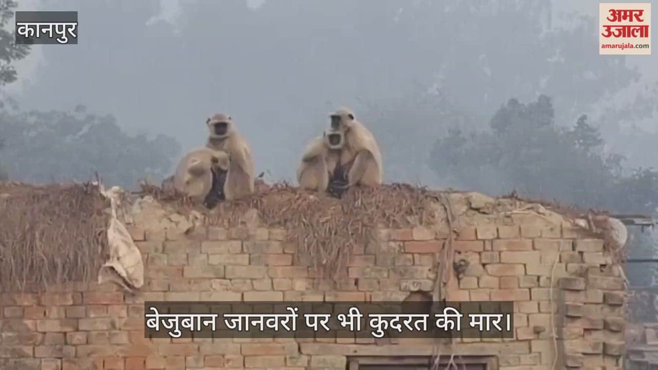 कानपुर: भीतरगांव में धूप तो खिली पर गायब रही तपिश; बर्फीली पछुआ हवाओं ने शरीर में पैदा की कंपन