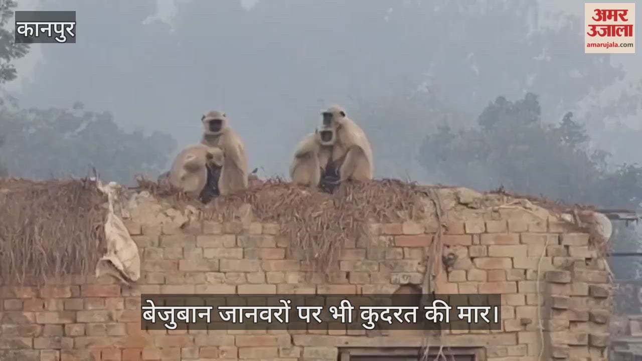 कानपुर: भीतरगांव में धूप तो खिली पर गायब रही तपिश; बर्फीली पछुआ हवाओं ने शरीर में पैदा की कंपन