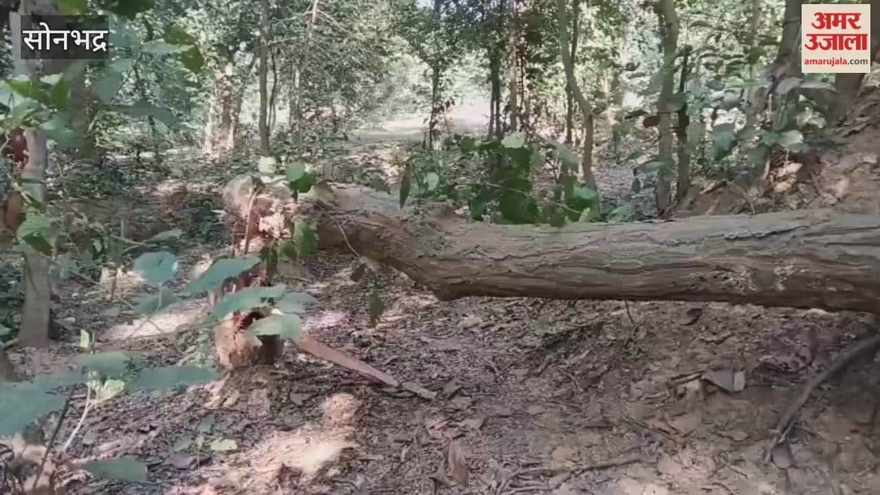 Precious trees are being cut down in the Sylhet region