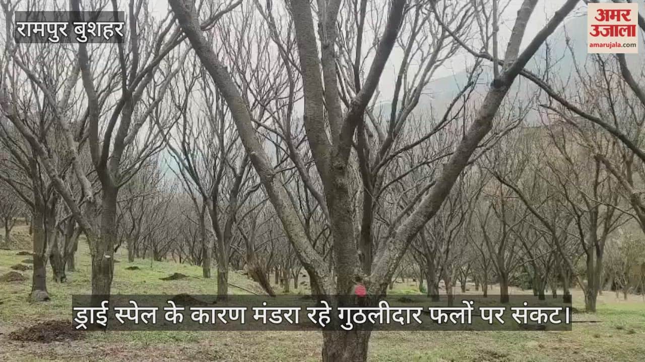 Stone fruits in danger due to dry spell