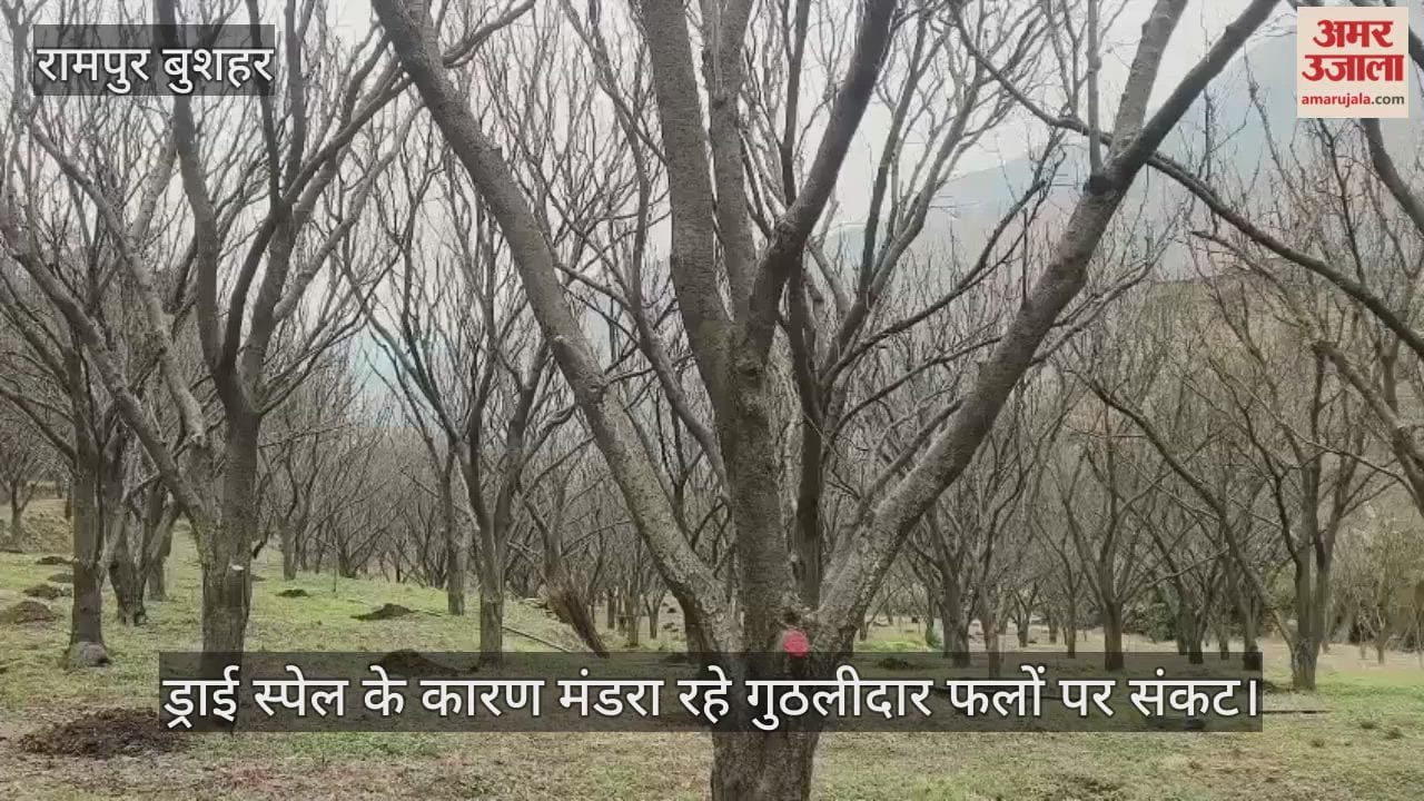 Stone fruits in danger due to dry spell