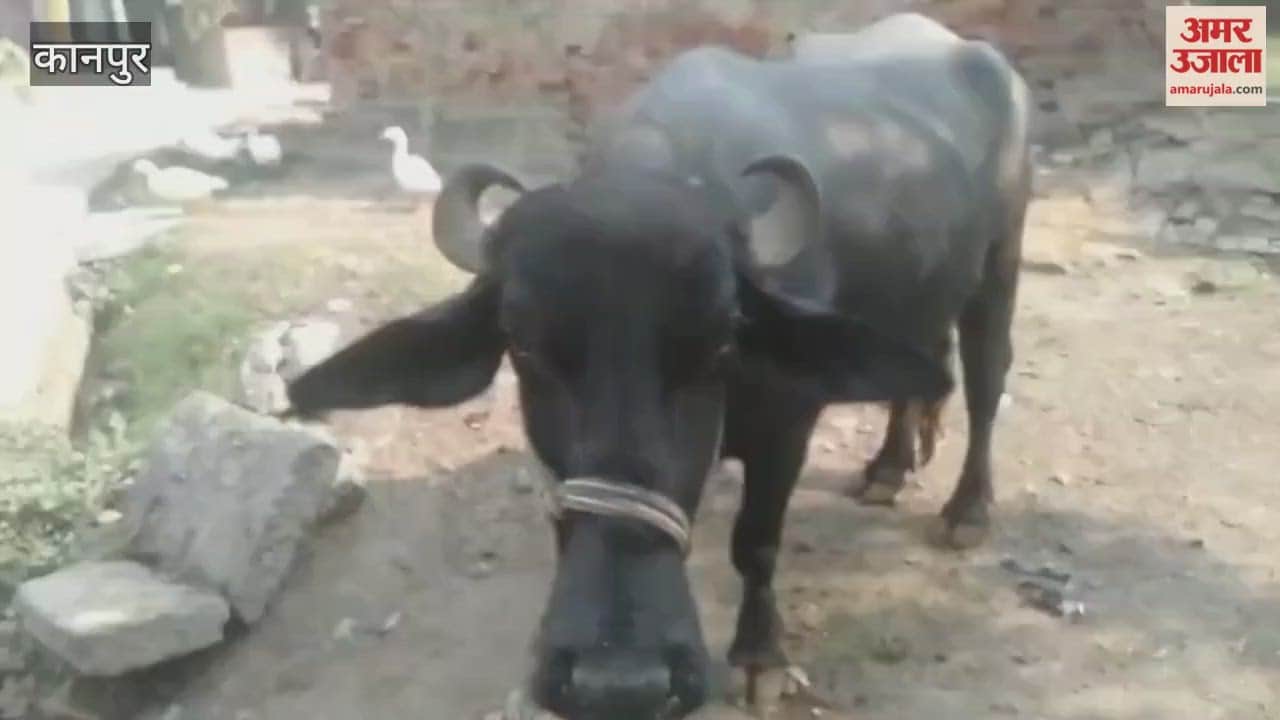 After Khadri, Foot-and-Mouth Disease wreaks havoc in Bhitargaon; 5 buffaloes die
