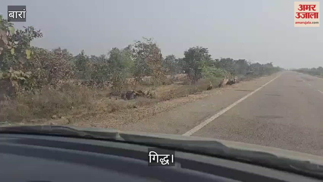 A flock of rare vultures was again seen in the forests of Baran.