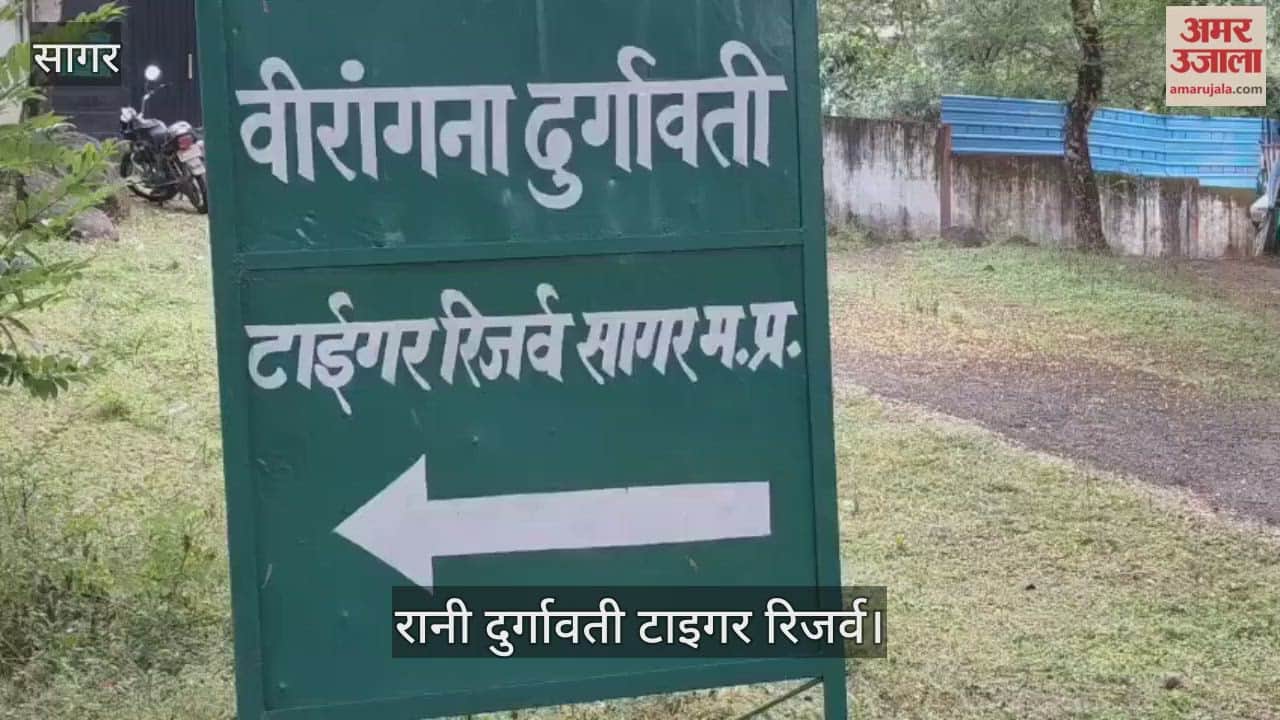Sagar News: Tiger population to rise at Rani Durgavati Tiger Reserve as Kanha tiger released in Mohli Range