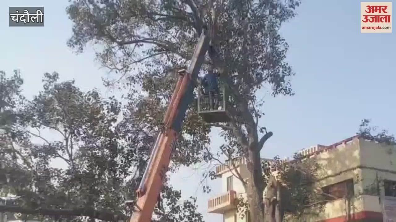200-year-old peepal tree cut down now buildings will also be demolished