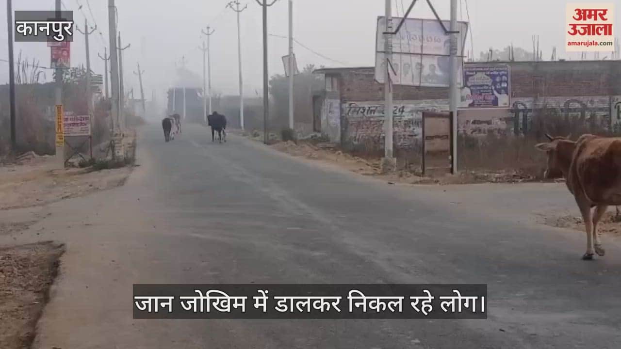 कानपुर: मंधना में आवारा पशुओं का आतंक,  वाहन चालकों की थमी रफ्तार