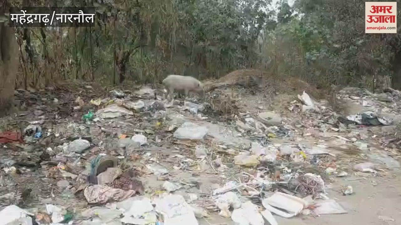 huge pile of garbage has accumulated near the women's police station in Narnaul, and pigs are rummaging through it