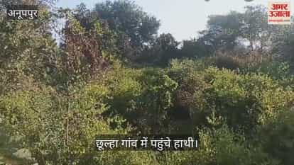 group of 3 elephants reached Chhulha, department is trying to drive them away from residential area