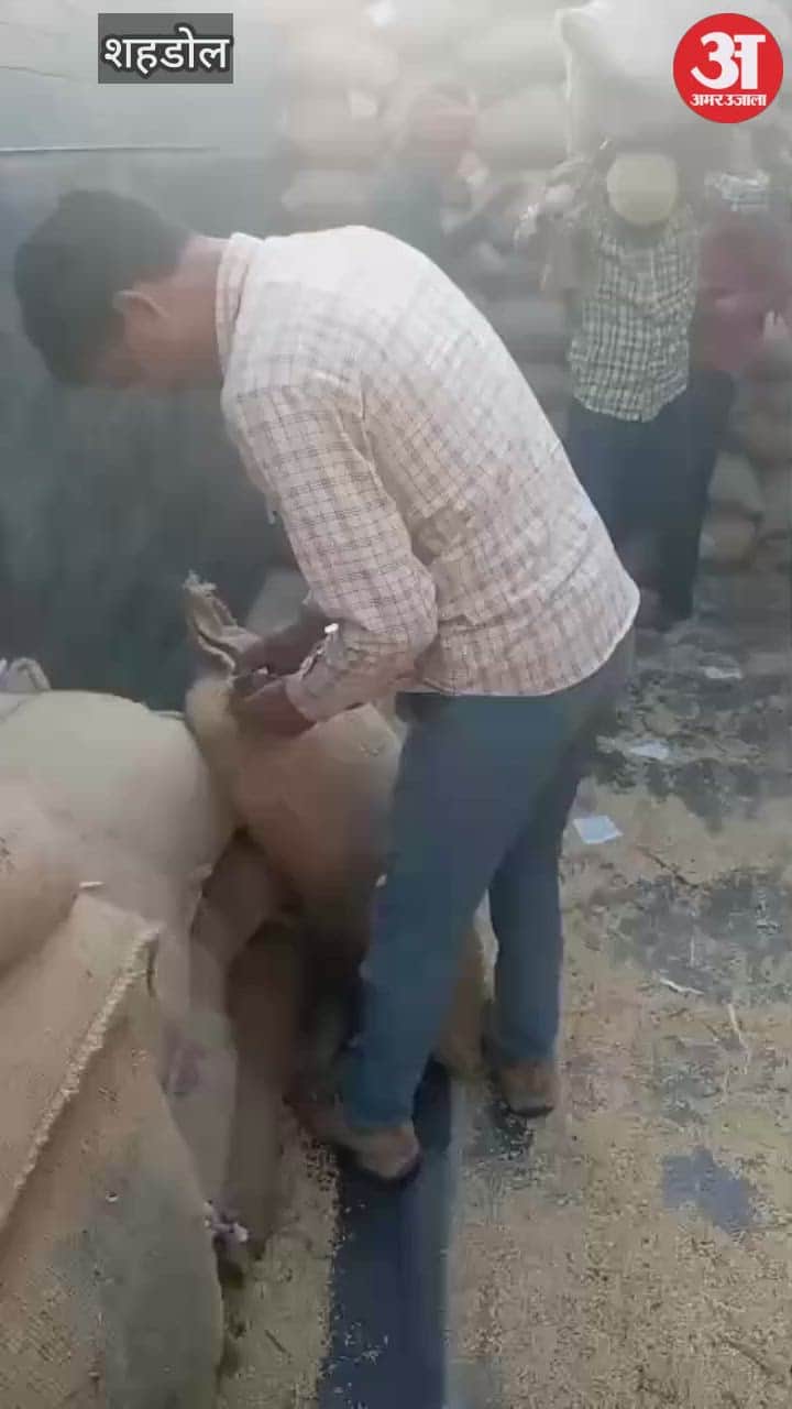 Shahdol News: Paddy scam exposed as sacks reach warehouse with bricks and stones, NAFED monitoring questioned