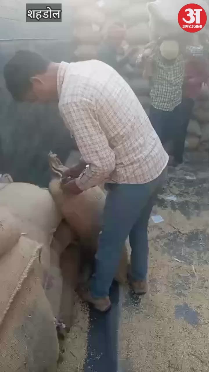 Shahdol News: Paddy scam exposed as sacks reach warehouse with bricks and stones, NAFED monitoring questioned