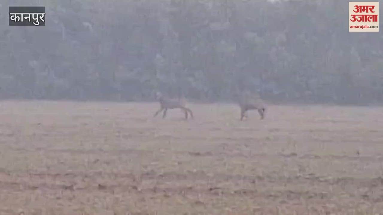 Neither the wild boars allow them to sleep peacefully, nor does the cold offer any respite