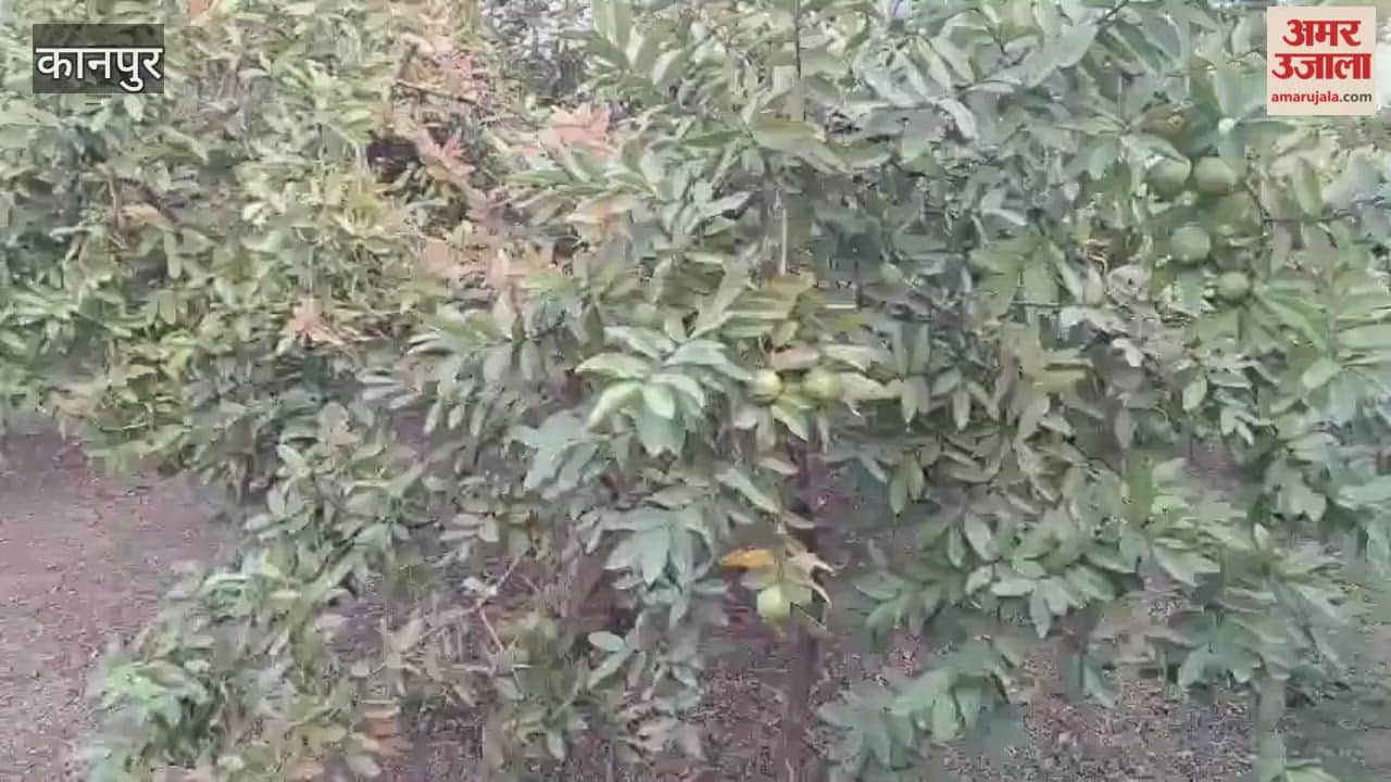 Guava demand plummets in the market, prices crash, increasing worries for orchard owners