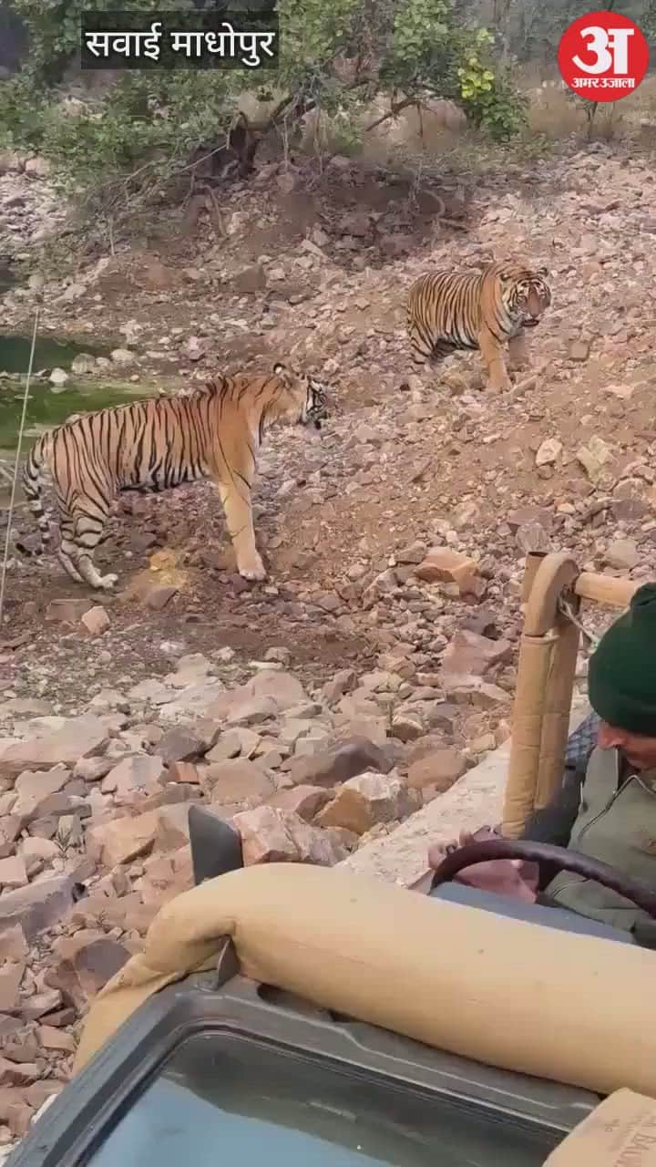 Two tigers came face to face