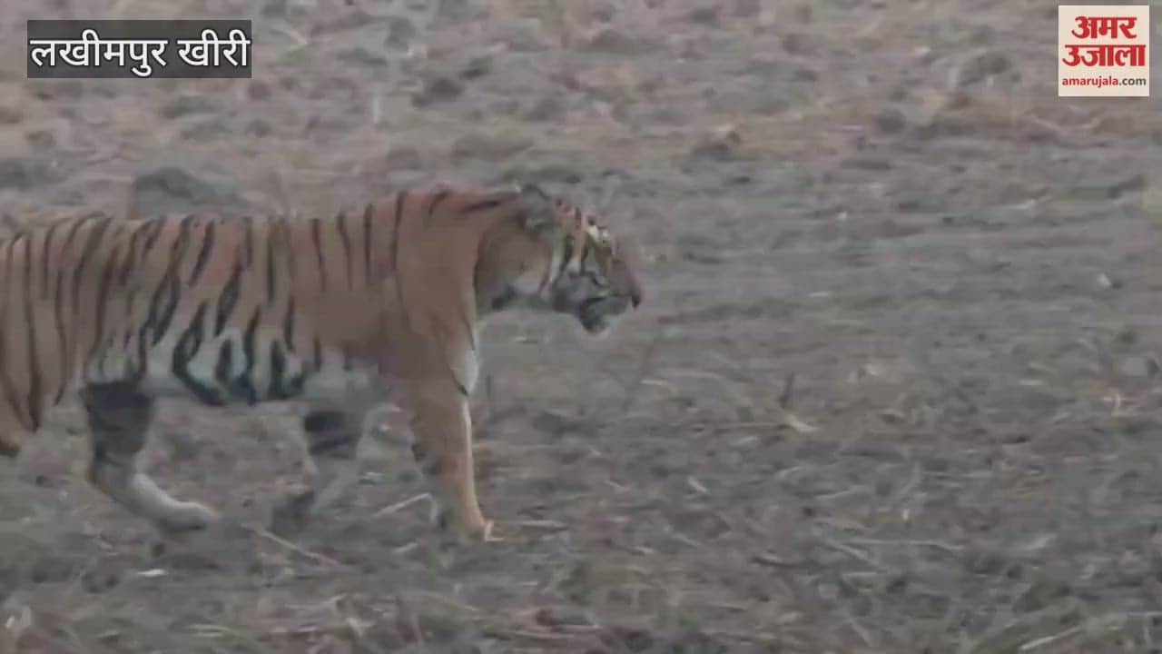 Tourists are thrilled to spot tigers in the Dudhwa