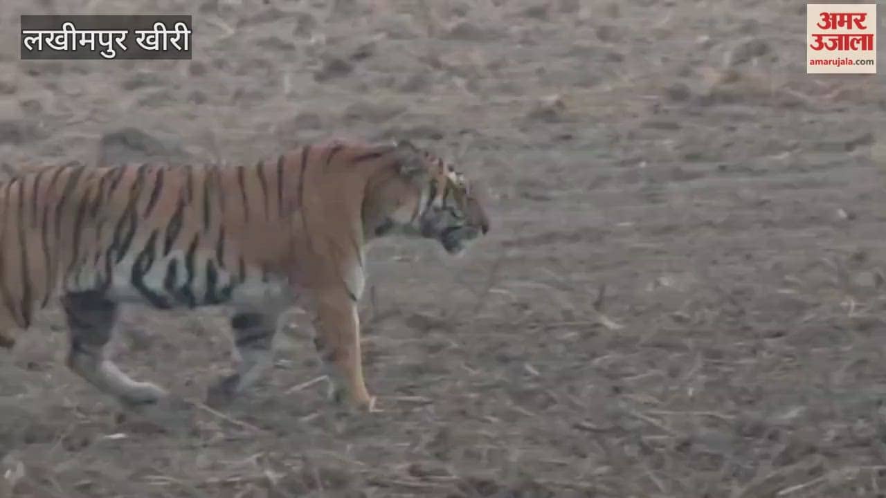 Tourists are thrilled to spot tigers in the Dudhwa