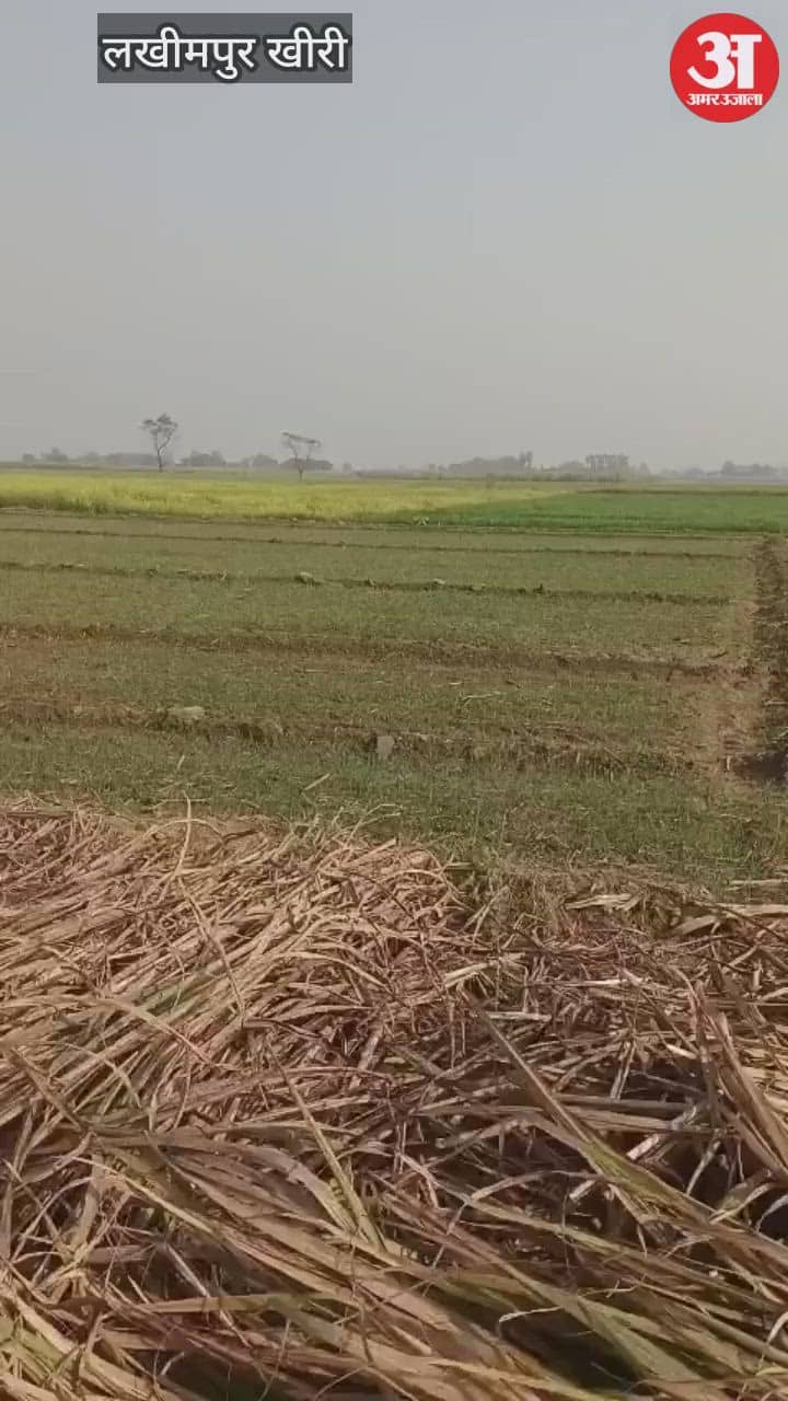 leopard was spotted in the sugar mill colony in lakhimpur kheri