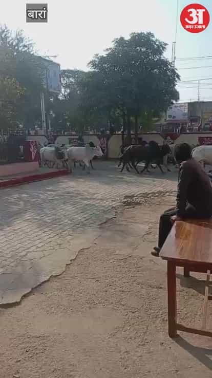 Cattle locked in the municipal premises