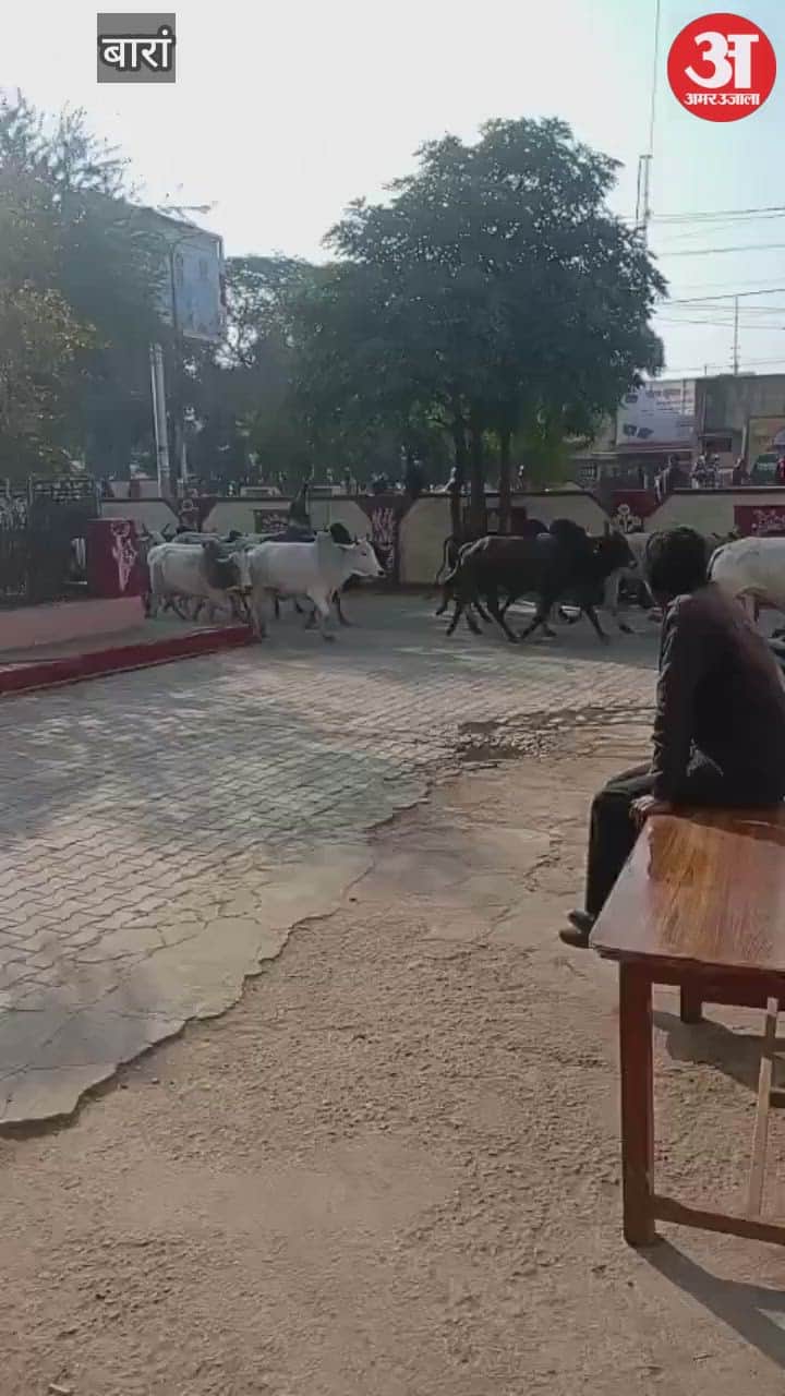 Cattle locked in the municipal premises