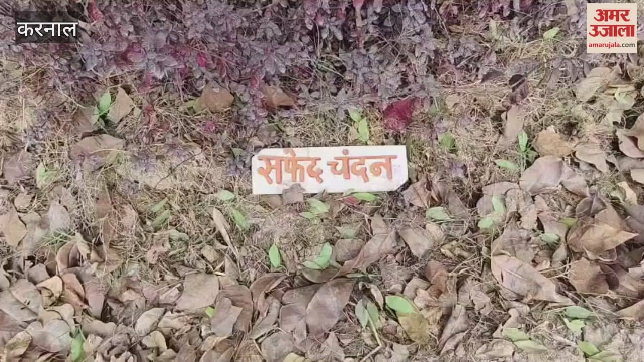 White sandalwood is now being cultivated in Karnal.