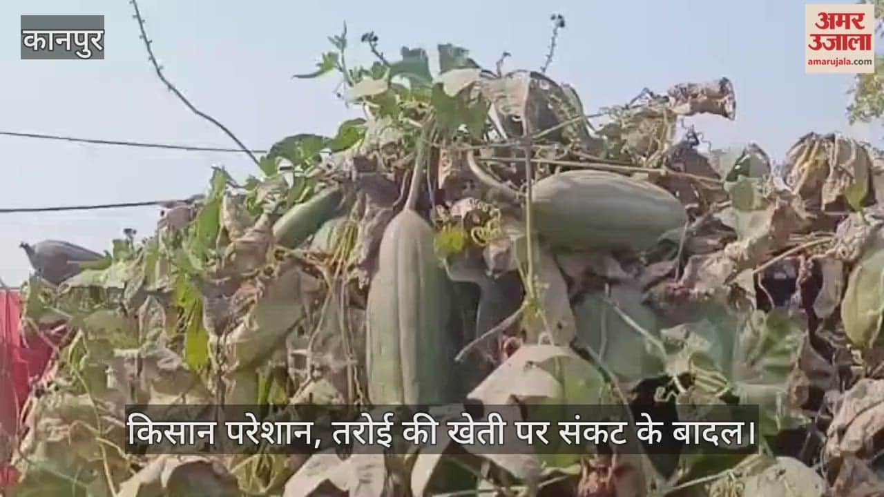 कानपुर: मोटी तरोई की फसल में कीटों का हमला; देशी बीजों के संरक्षण पर मंडराया खतरा