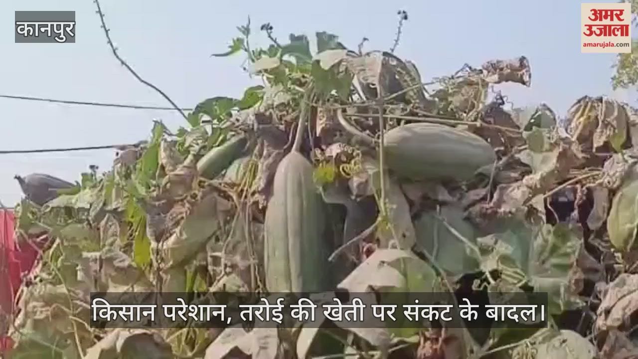 कानपुर: मोटी तरोई की फसल में कीटों का हमला; देशी बीजों के संरक्षण पर मंडराया खतरा