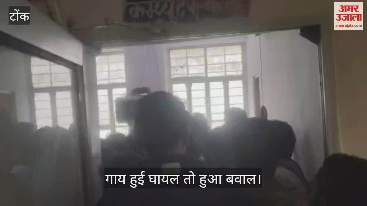 tonk news cow injured in blast