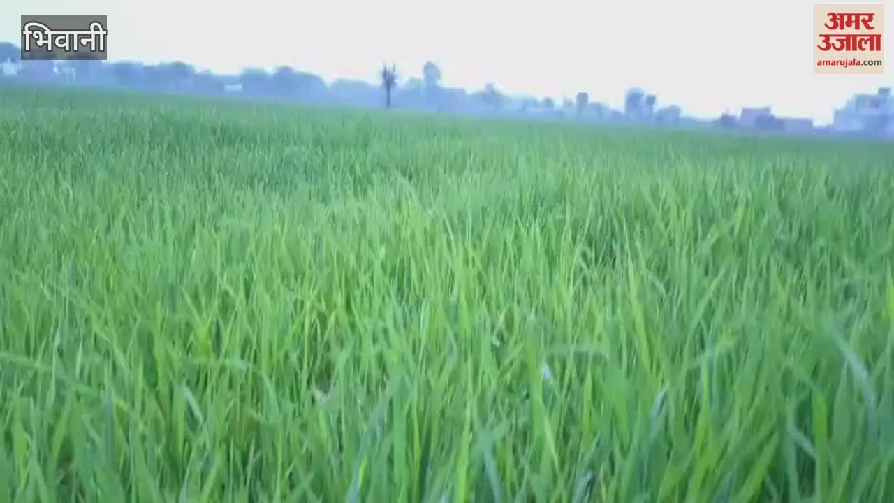 Heavy rain accompanied by thunder lashed Bhiwani overnight, providing much-needed relief to crops and improving the overall weather conditions.
