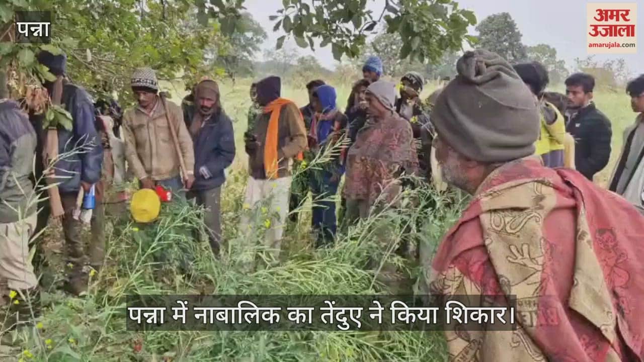 Panna News: Leopard kills 12-year-old boy in buffer zone