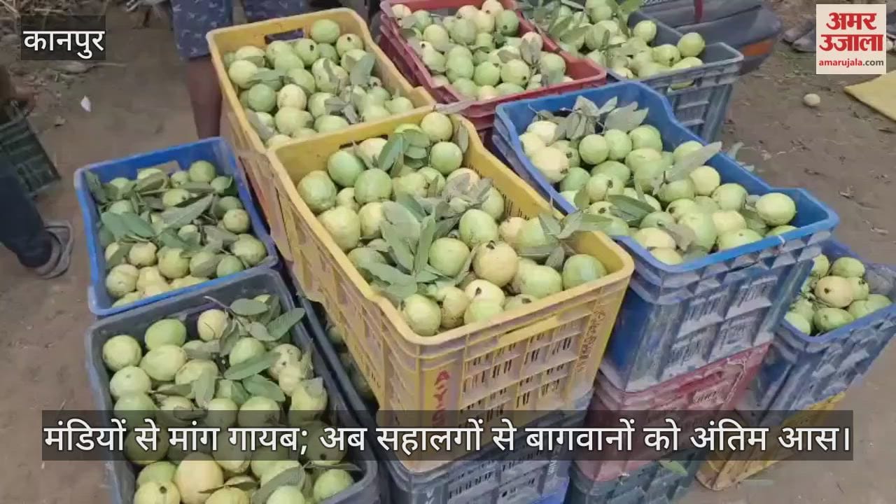 कानपुर: अमरूद की मिठास पर मंदी की मार, कौड़ियों के दाम बिक रहा फल