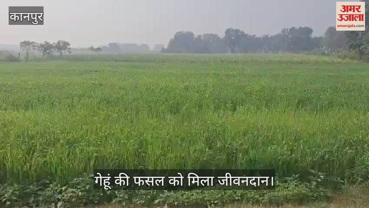 कानपुर: भीतरगांव में बरसीं अमृत की बूंदें; बारिश से किसानों के खिले चेहरे, पैदावार बढ़ने की जगी उम्मीद
