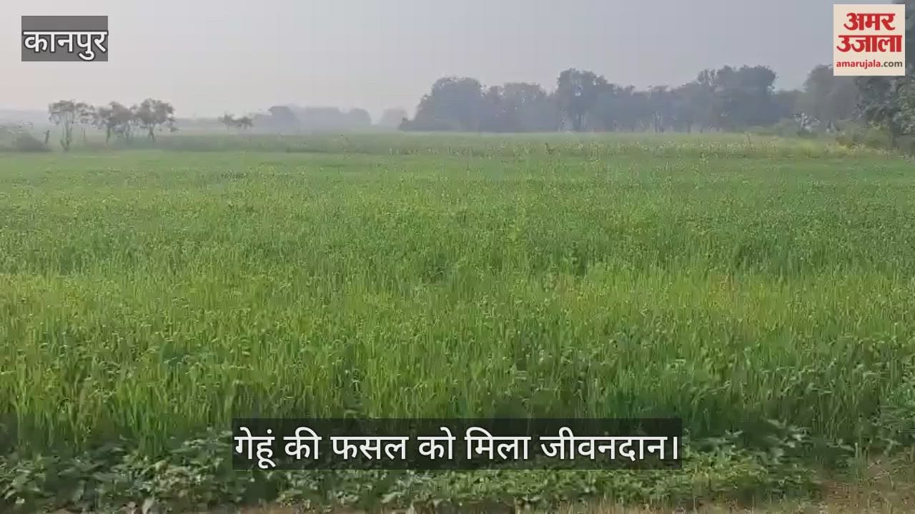 कानपुर: भीतरगांव में बरसीं अमृत की बूंदें; बारिश से किसानों के खिले चेहरे, पैदावार बढ़ने की जगी उम्मीद
