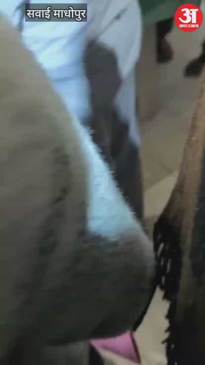 Sawai Madhopur News: Biker shoots tempo driver